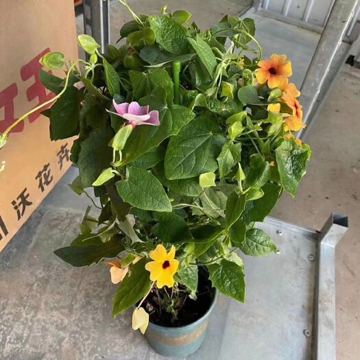 普宁市 黑眼苏珊大盆栽花色丰富 花期长攀援能力强叶片翠绿油亮有光