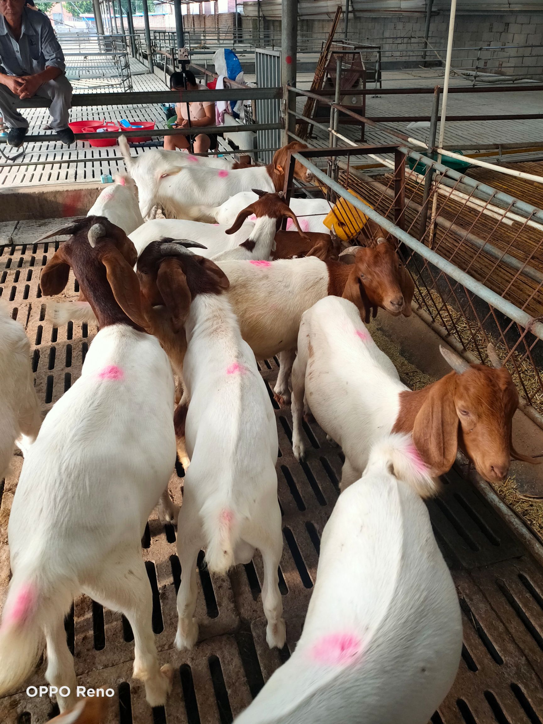  波尔山羊羔，波尔山羊种羊，