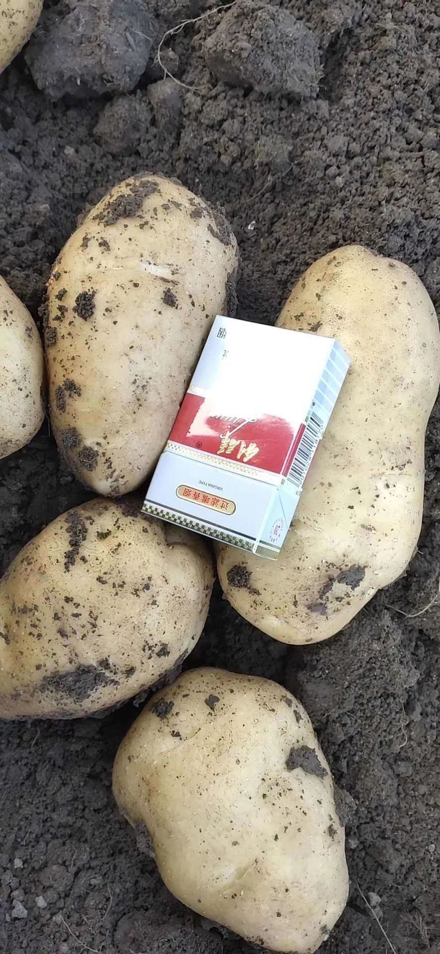 沃土，v7，实验一，黄皮黄心，3两以上大量供应，电商，大量