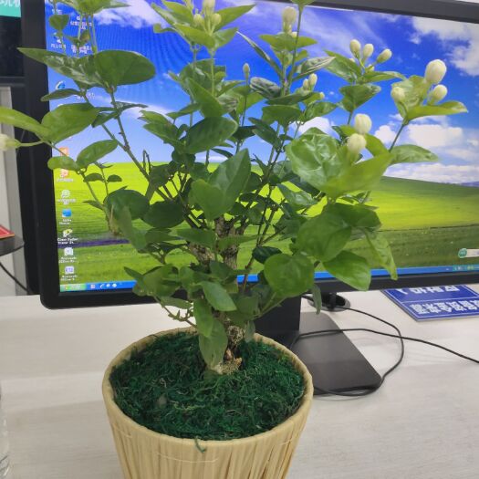 横州市 横县双重瓣茉莉花苗茉莉花盆栽盆景盆栽花卉植物室内阳台庭院绿植