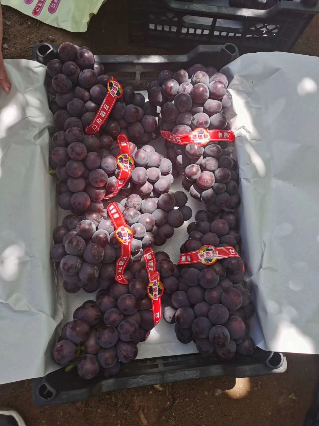  北镇巨丰葡萄大量上市，质量好，价格便宜，货源充足，没有中间商