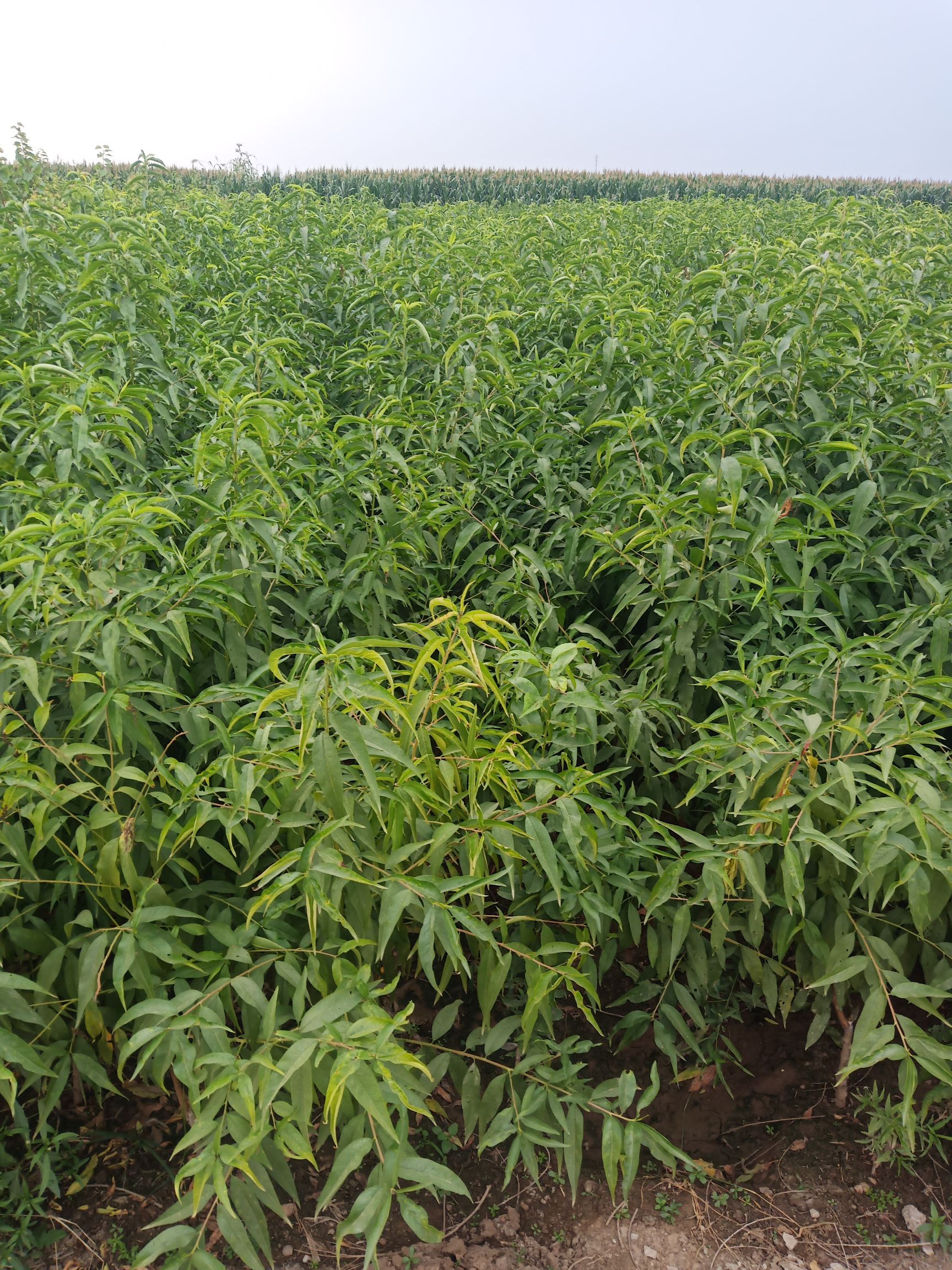  沂蒙霜红桃树苗 基地直销【定购中】