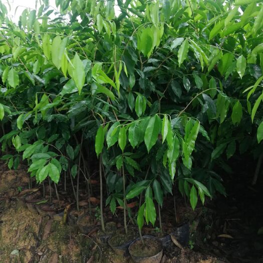 灵山县沉香苗  大量批发沉香杯苗 实生苗 嫁接苗