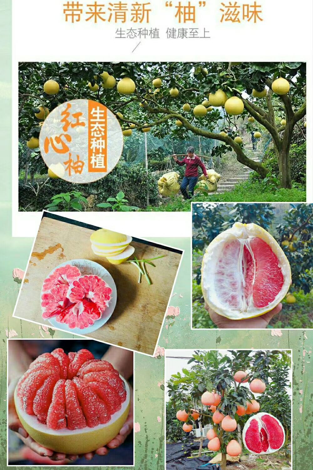广东梅州红心柚 三红柚 白心柚 果大皮薄多汁 清甜脆口