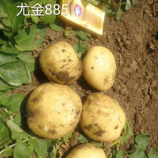 长岭县大西洋土豆 货源充足，质量可靠，期待与您合作！