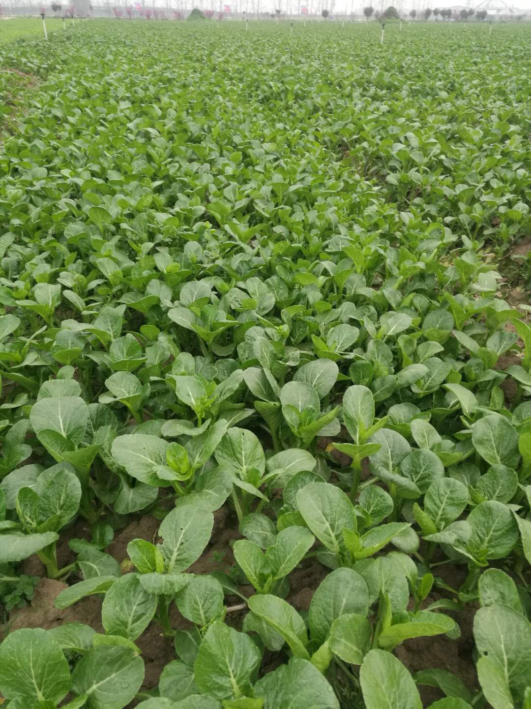 广东菜心 新鲜蔬菜基地供应，量大从优！优质菜心看过来