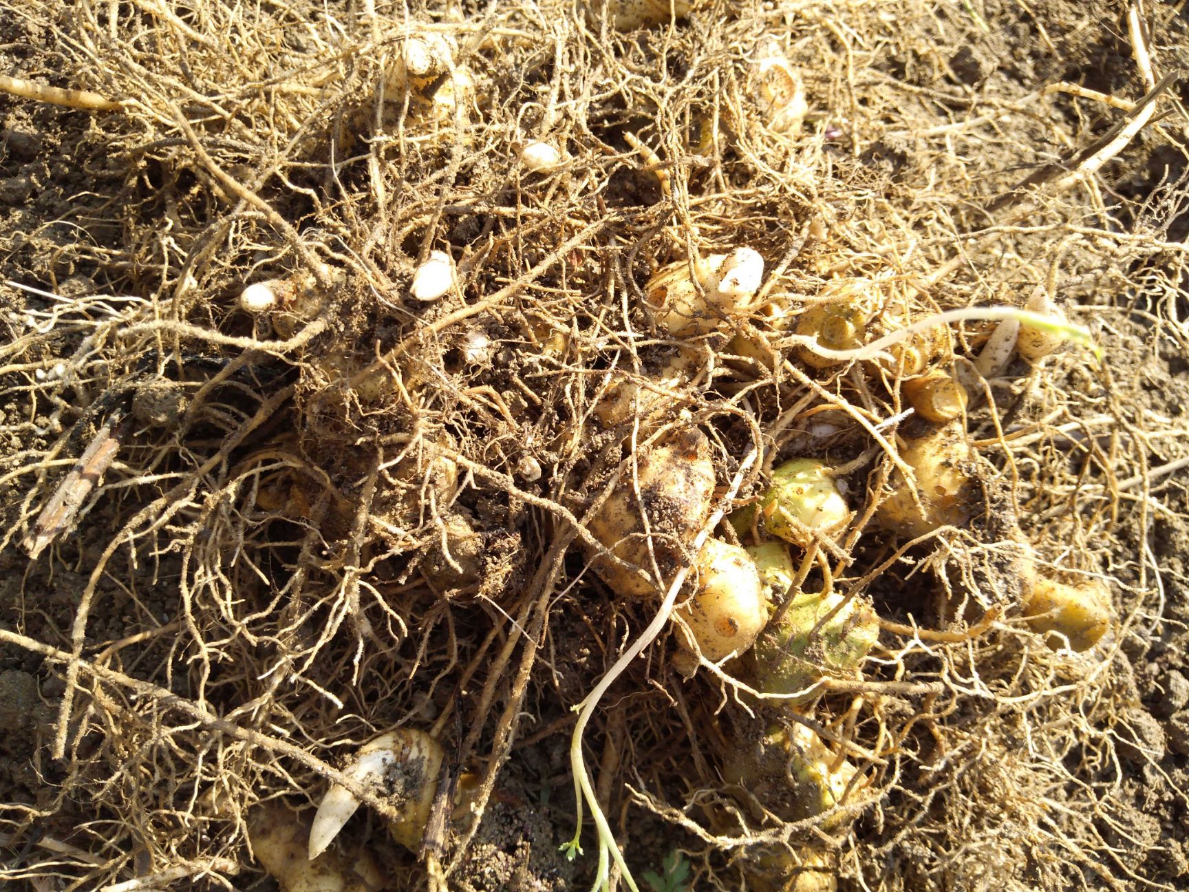 黄精种苗，多花黄精倒苗品种