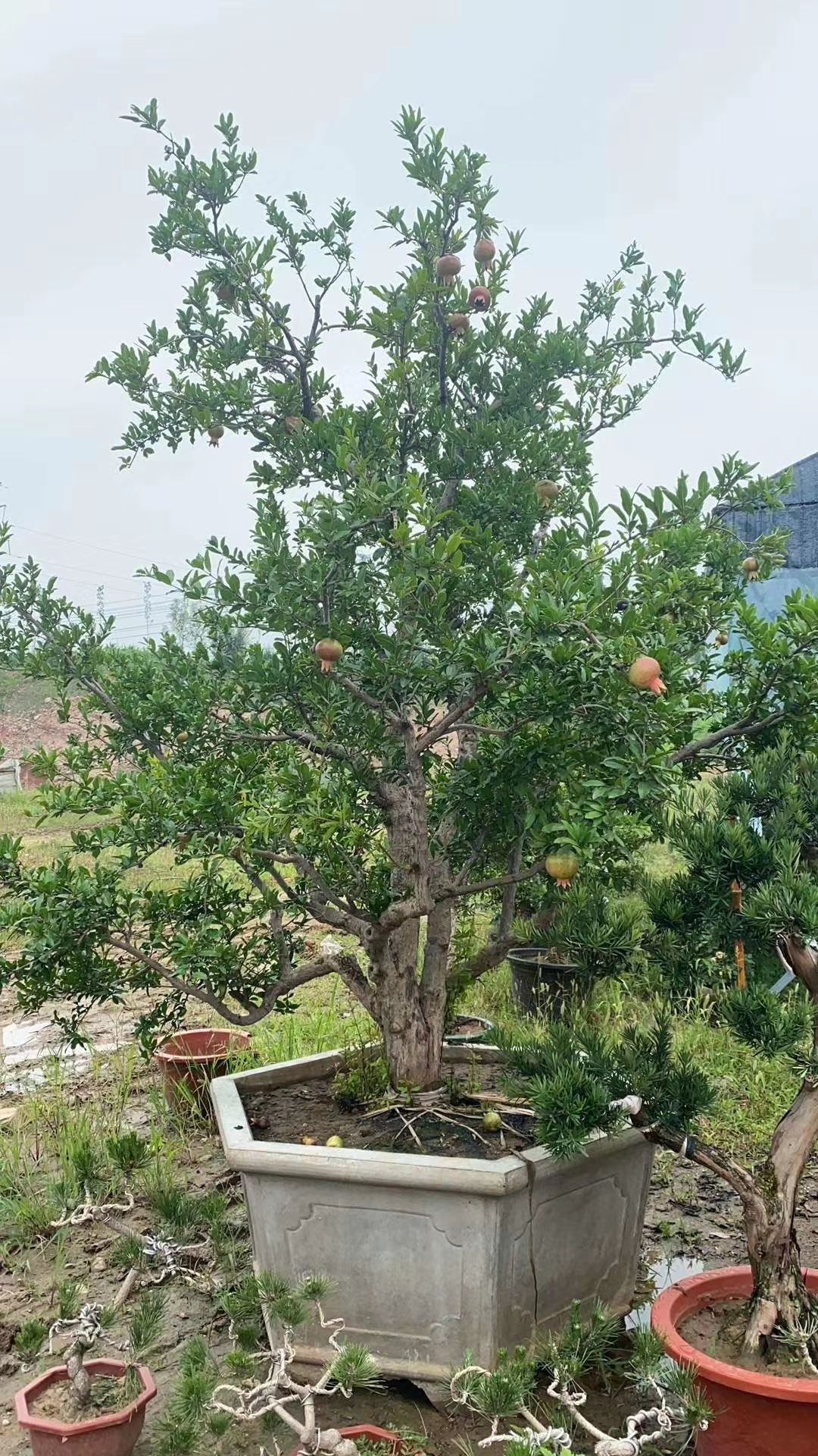  老桩石榴盆景，现发现卖，保湿发货。