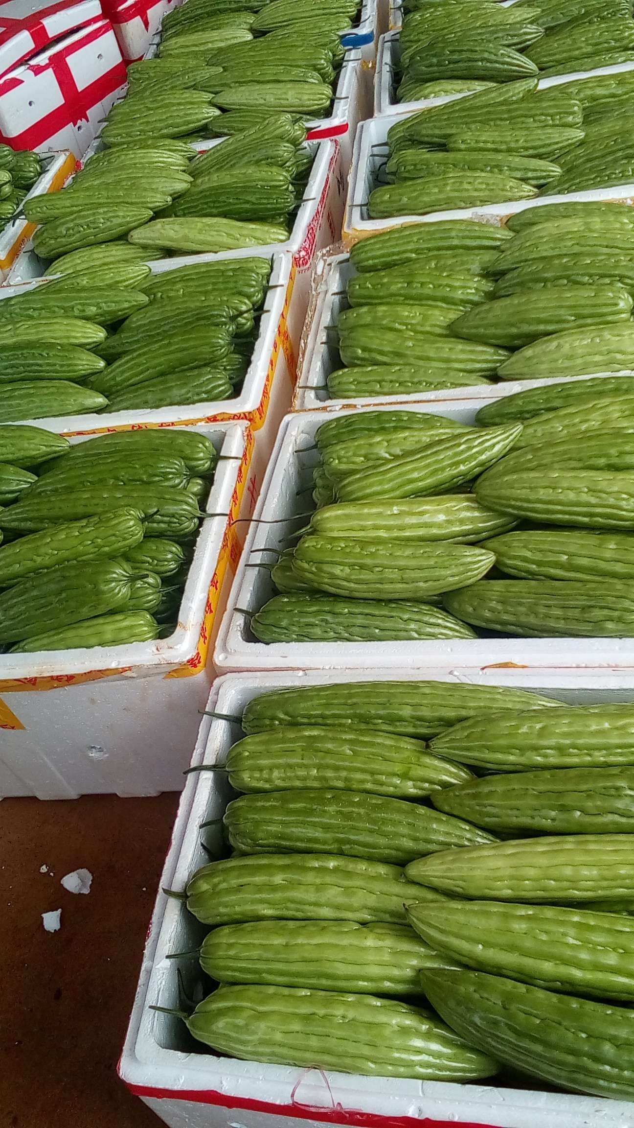 绿苦瓜  苦瓜产地直销，当天摘当天发货
