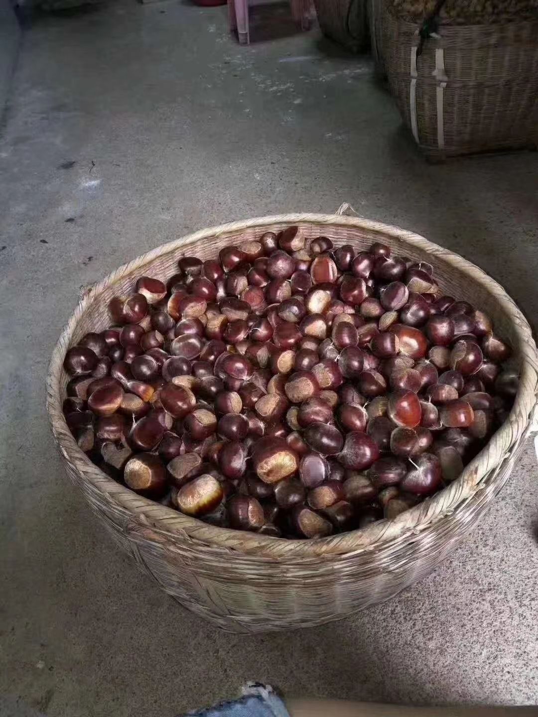 广东板粟  应季坚果农家板栗
甜，粉，糯就是这个味