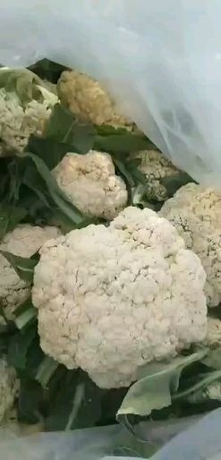 郯城县白花菜花  精品青梗有机花菜