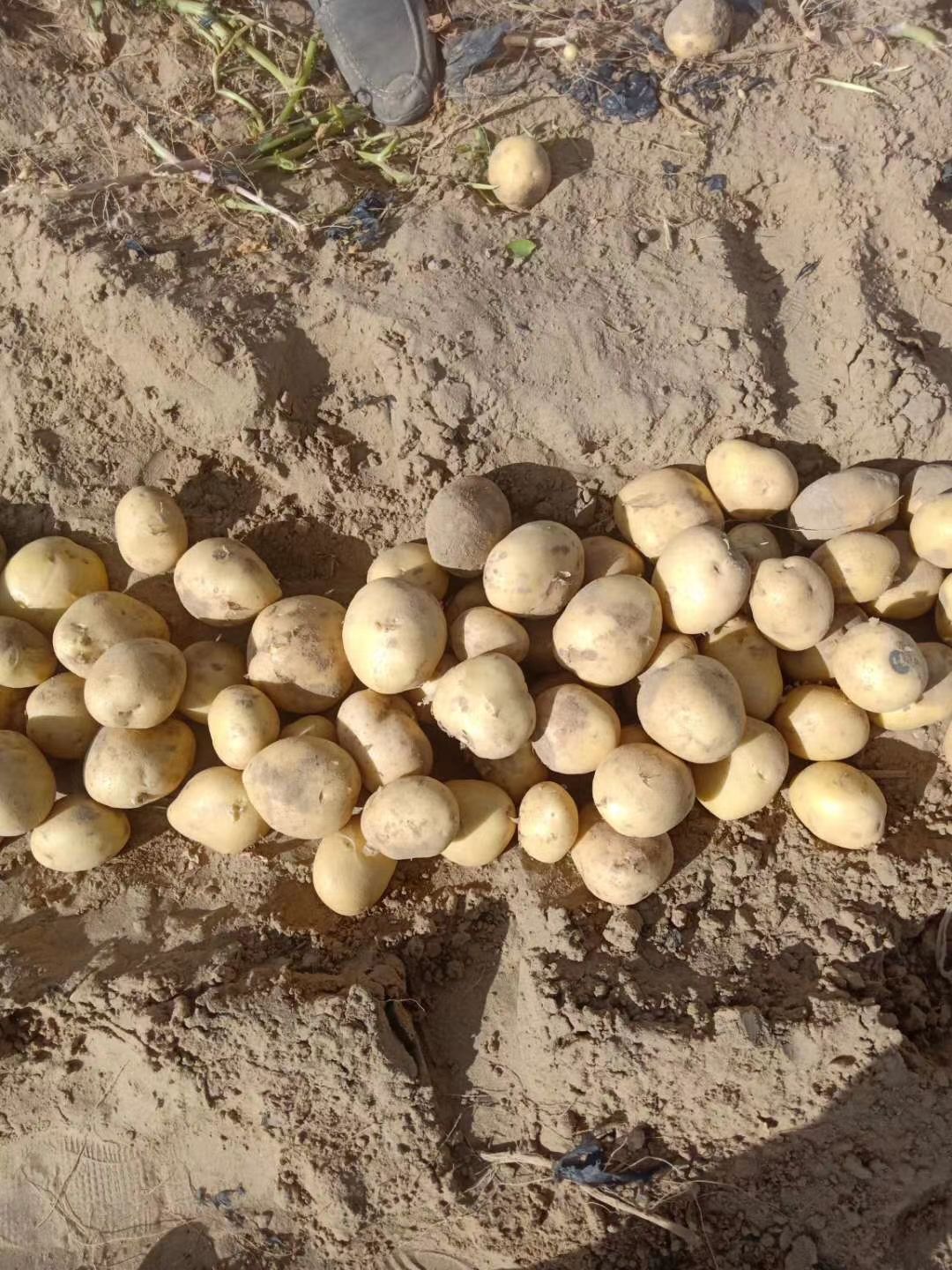 土豆 好的西森.226一天两三挂车