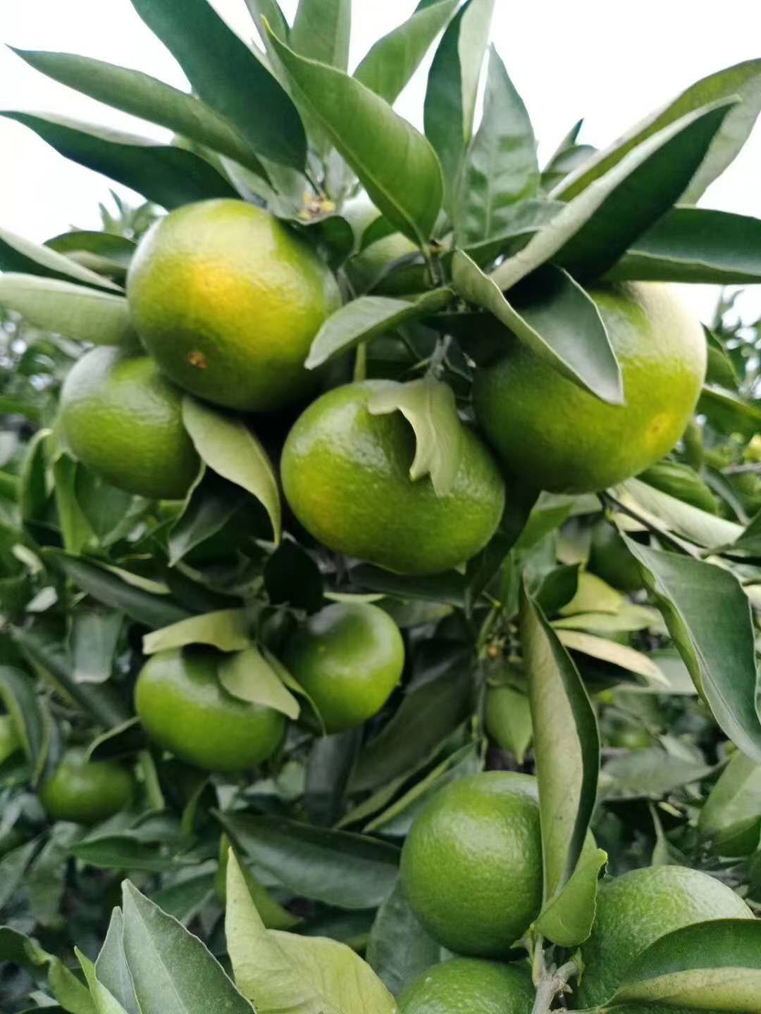 特早蜜桔 特早湖北宜昌蜜橘成熟了