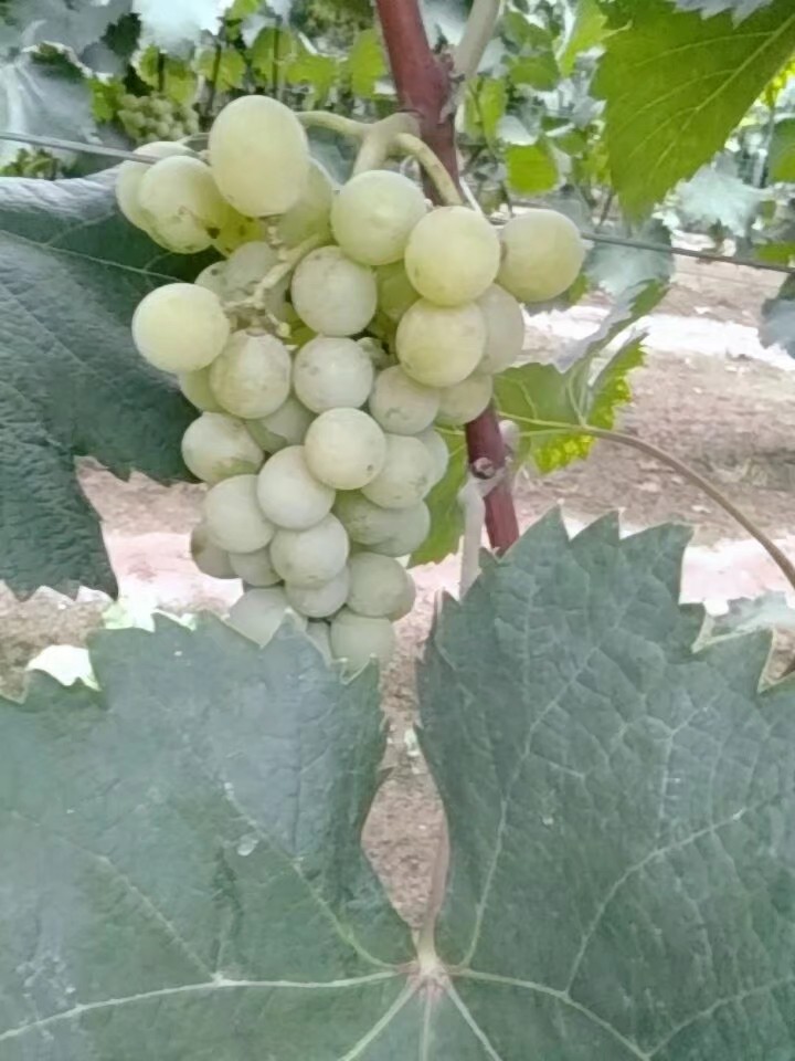 青提 皮薄  汁多  甜