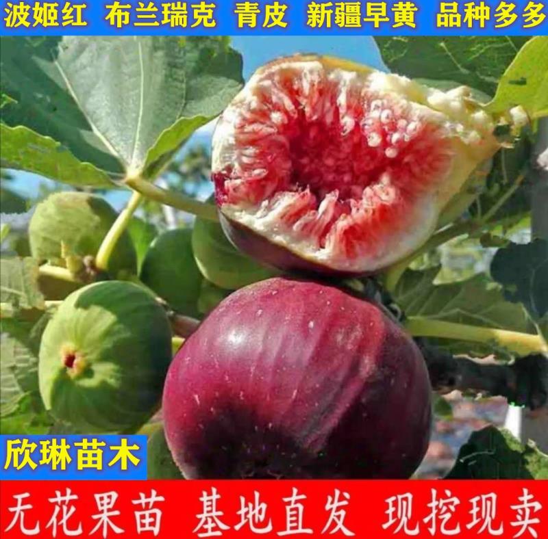 波姬红无花果苗  无花果苗波姬红布兰瑞克紫果青皮新疆枣黄品种多多量大从优