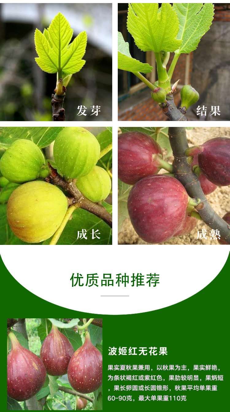 波姬红无花果苗  无花果苗波姬红布兰瑞克紫果青皮新疆枣黄品种多多量大从优