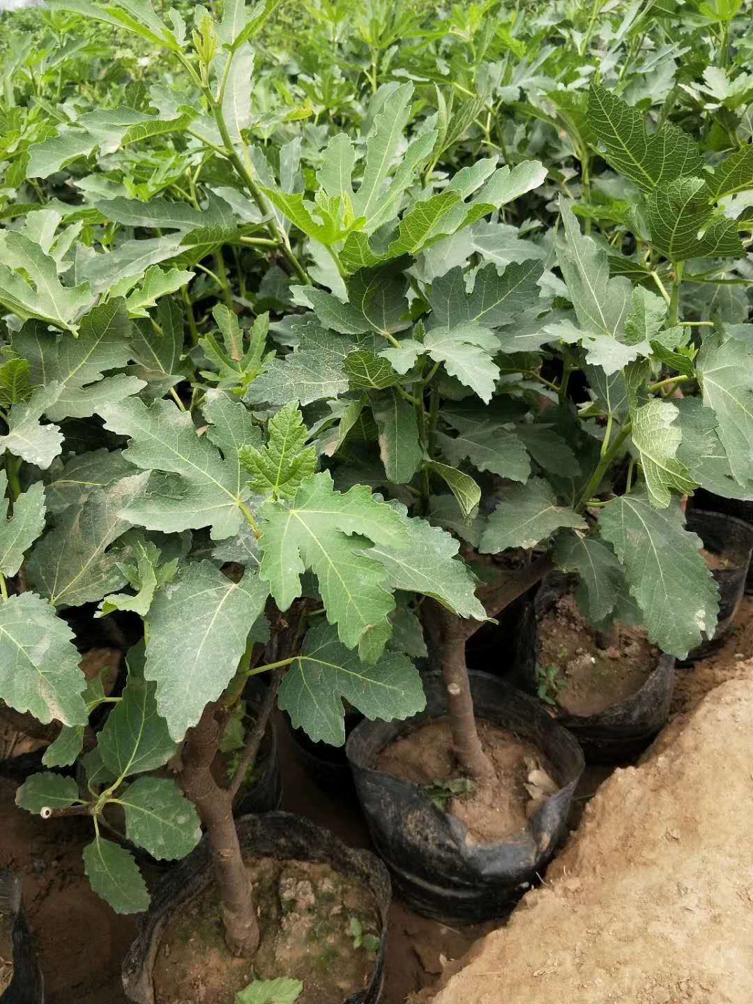 波姬红无花果苗  无花果苗波姬红布兰瑞克紫果青皮新疆枣黄品种多多量大从优