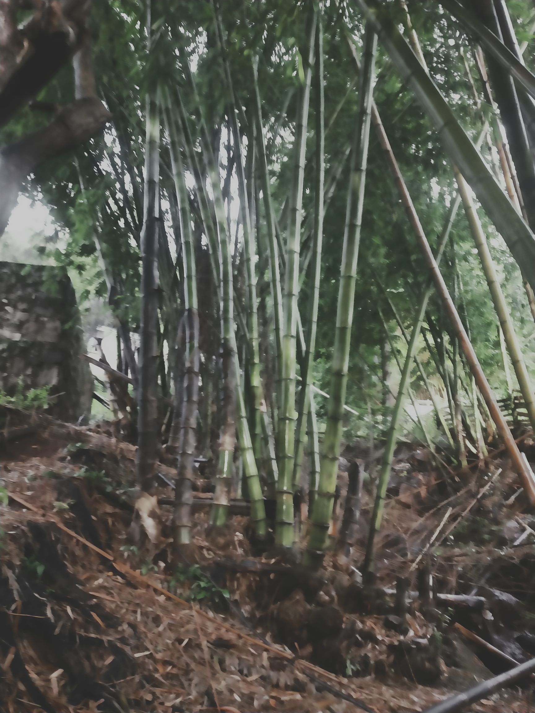 苦竹 大龙竹，数量在10000棵左右，欢迎采购