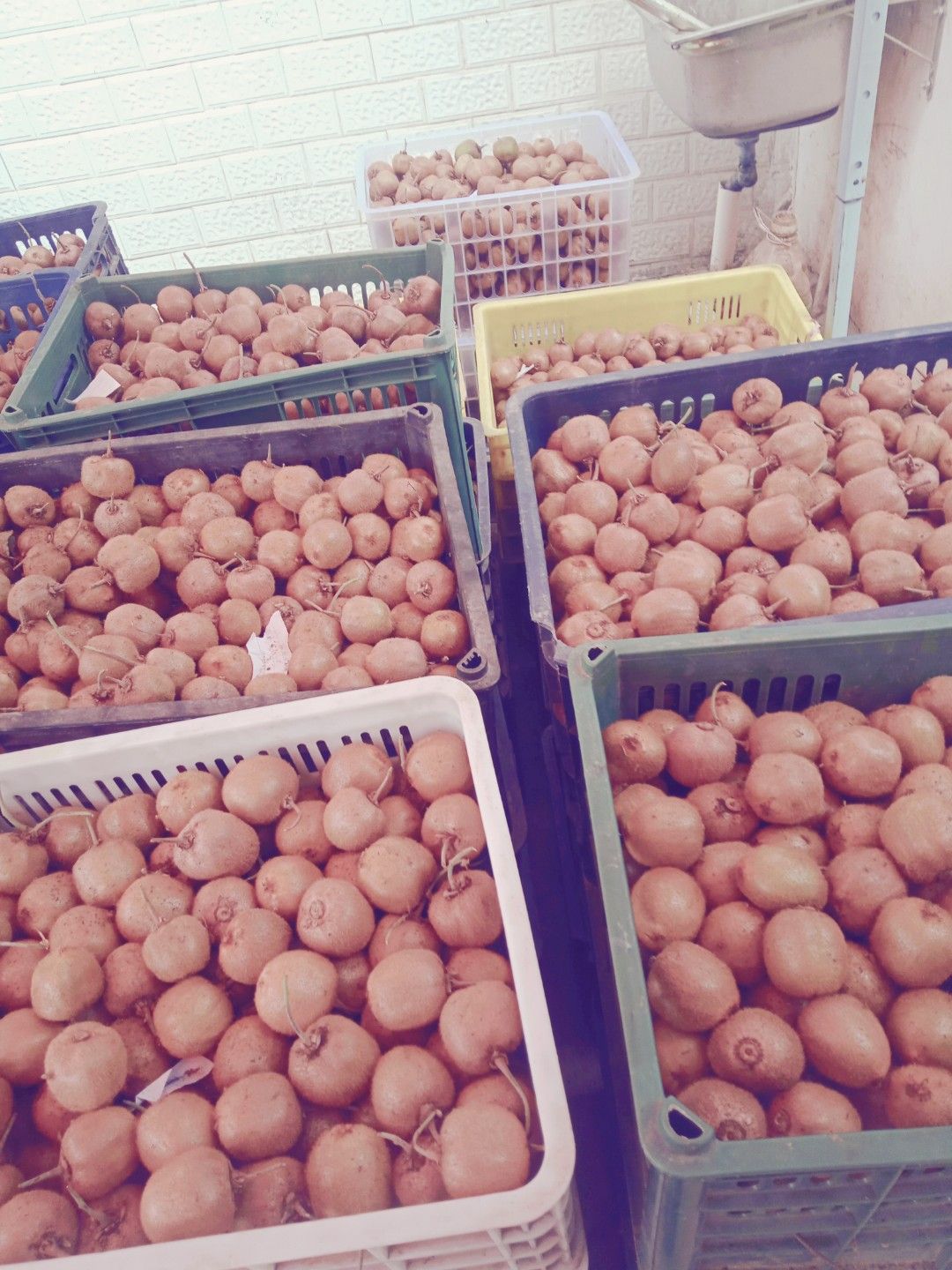 野生猕猴桃  70克以下小弥猴桃！营养维C！日供货1一2万斤