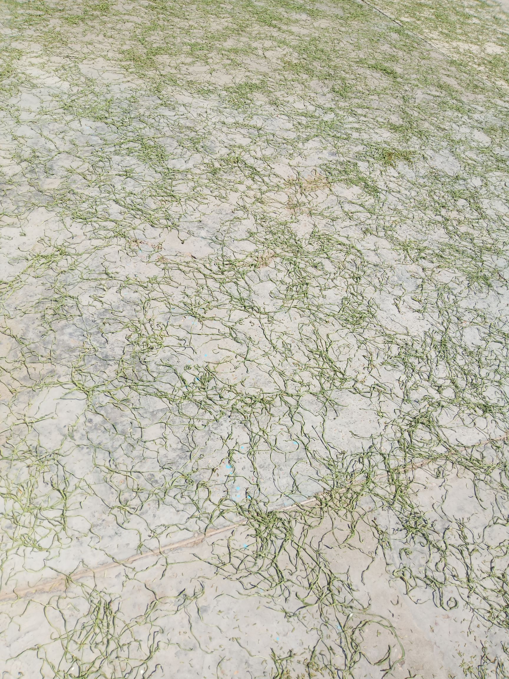 出售干豆角丝 葫芦条