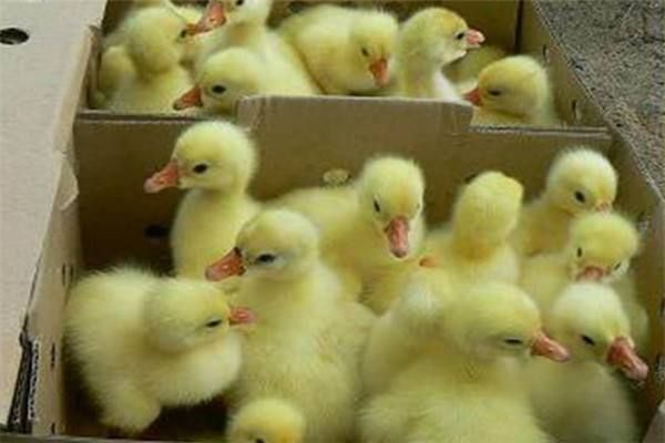 白鹅苗  浙东鹅苗，品质优良，包打疫苗，能长到八斤左右