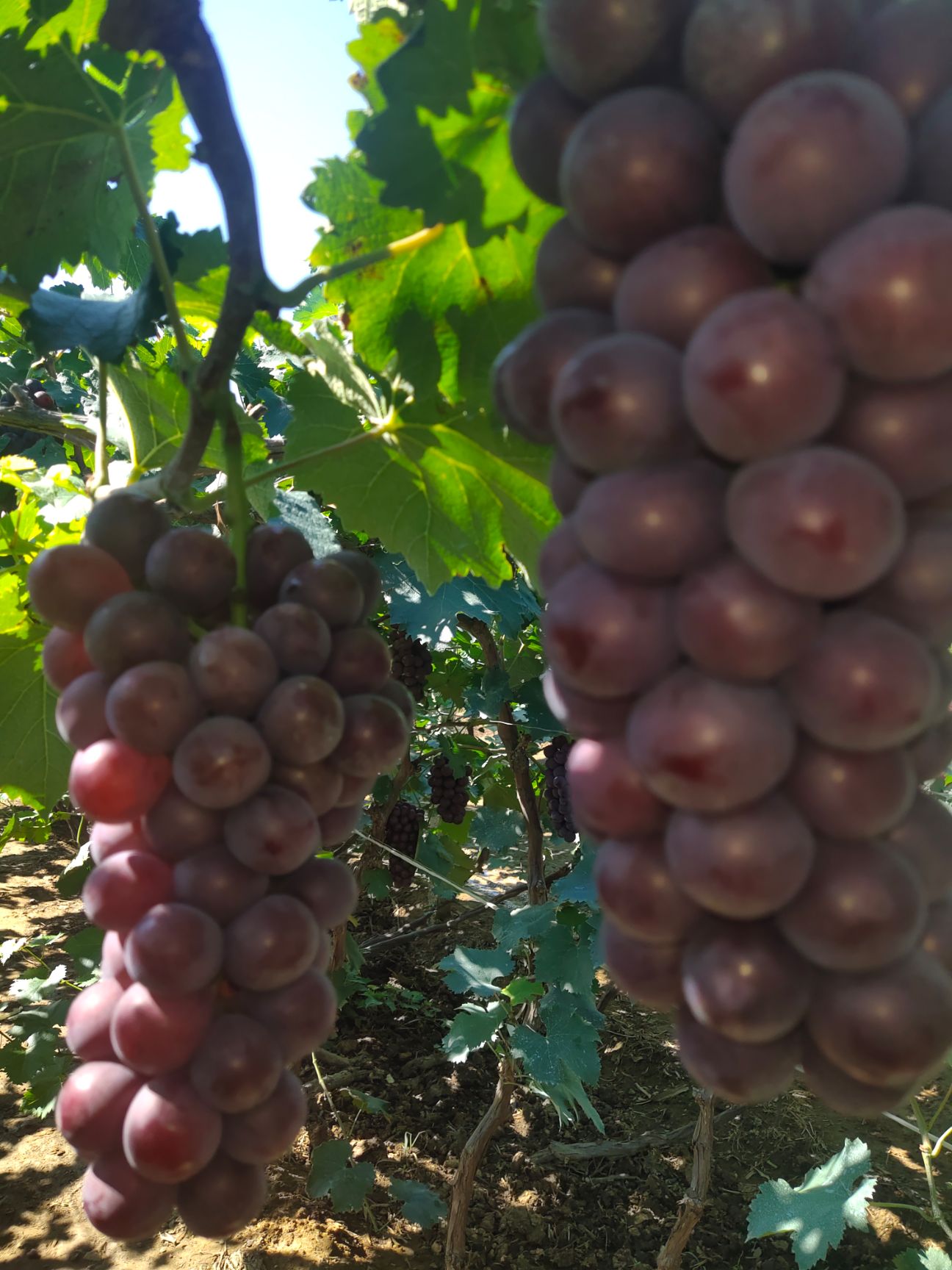  北镇巨丰葡萄大量上市，质量好，价格便宜，货源充足，没有中间商