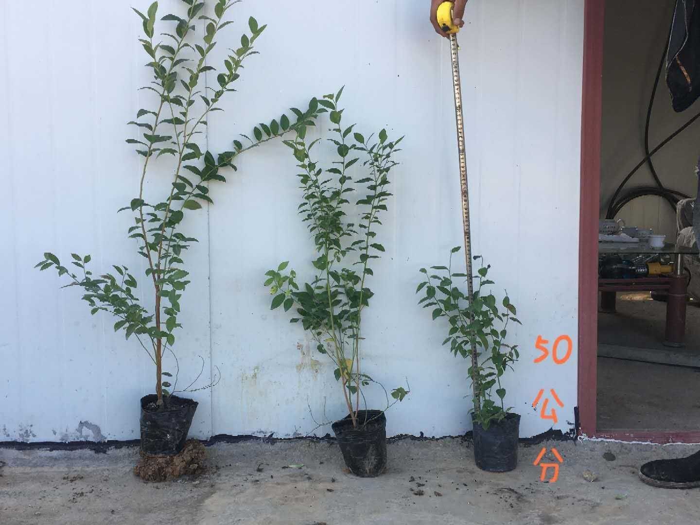 薄雾蓝莓苗  蓝莓苗培育基地品种全质量保证
