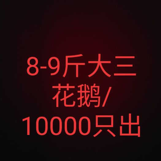 库伦旗大三花鹅 8-10斤 公 半圈养半散养