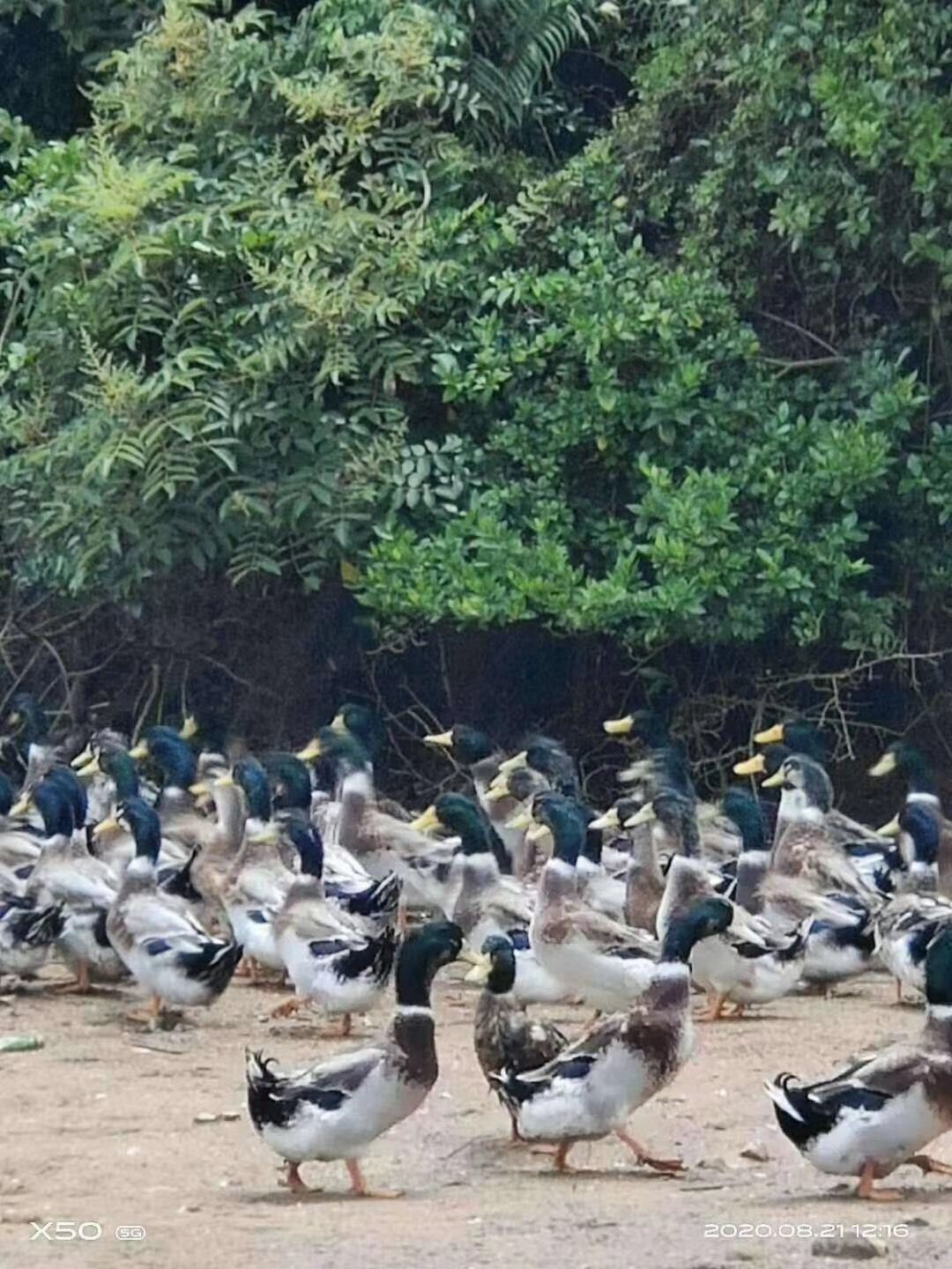  130天左右青头公麻鸭