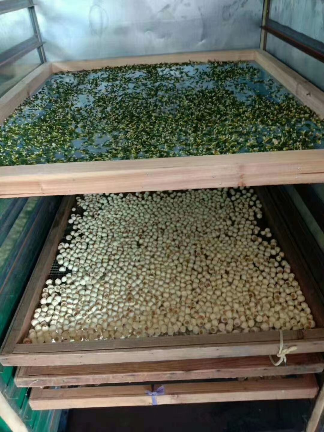 红莲子 中国供莲，清新花香，福源建宁，建宁特产