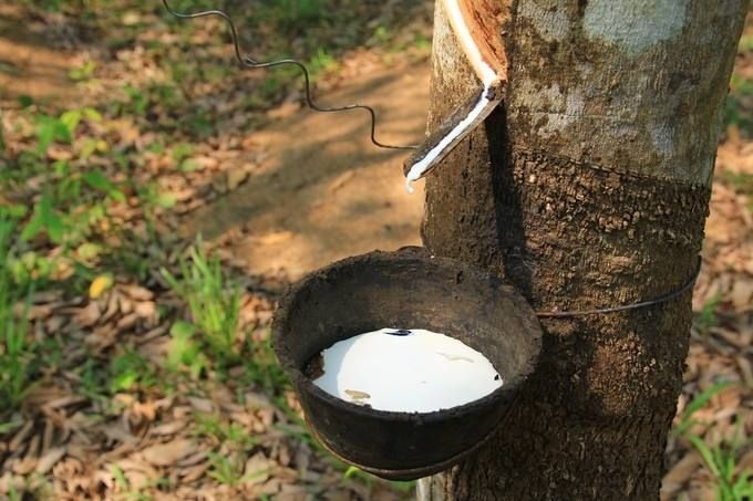 澄迈县因为台风挂倒，出售700棵橡胶树木，价格面议