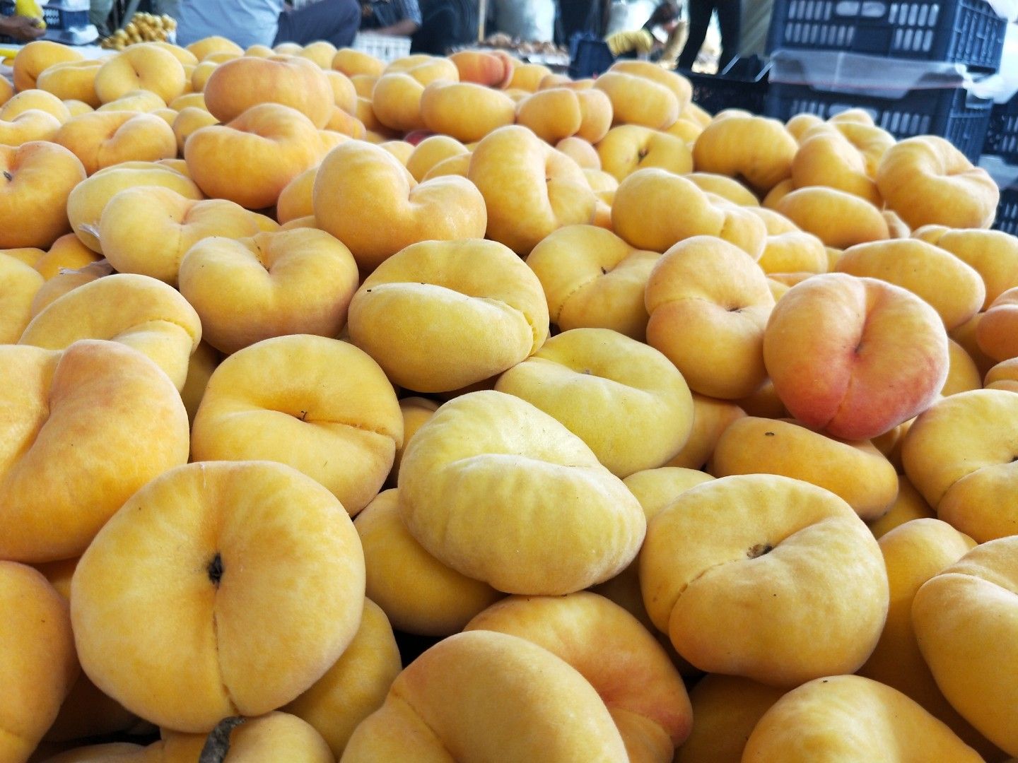  沂蒙山蒙阴蜜桃黄蟠桃黄潘十一