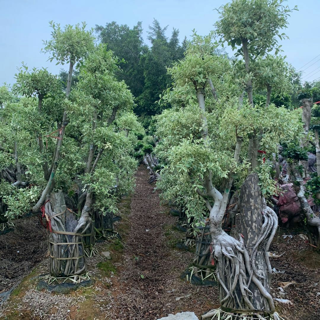  福建花叶附石头造型榕桩头，星光叶附石头榕树盆景