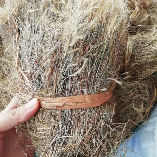 玉林 原生 金丝草 笔仔草 竹篙草 猫毛草 中药材