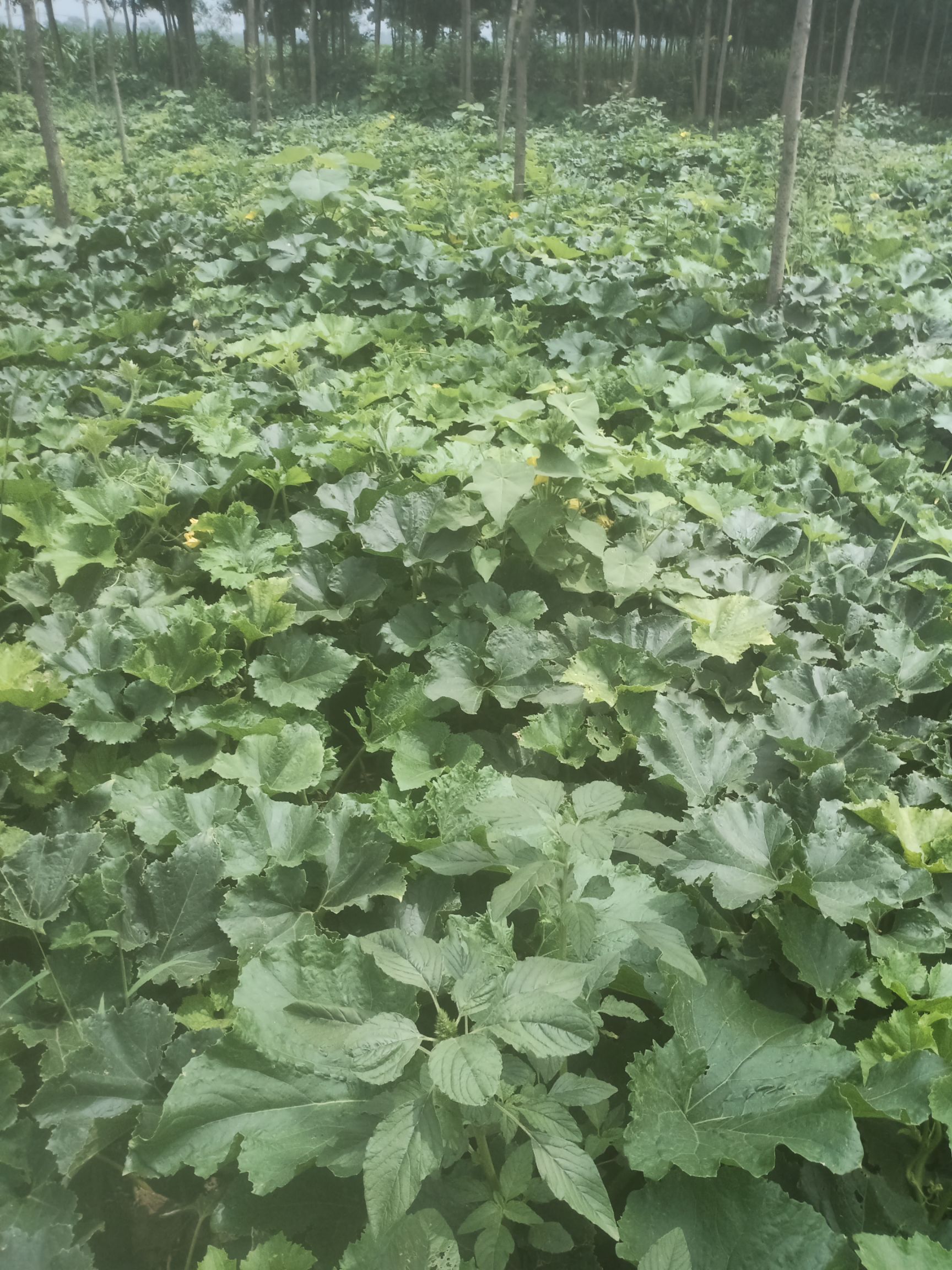  好冬瓜刚刚上市，需要联系