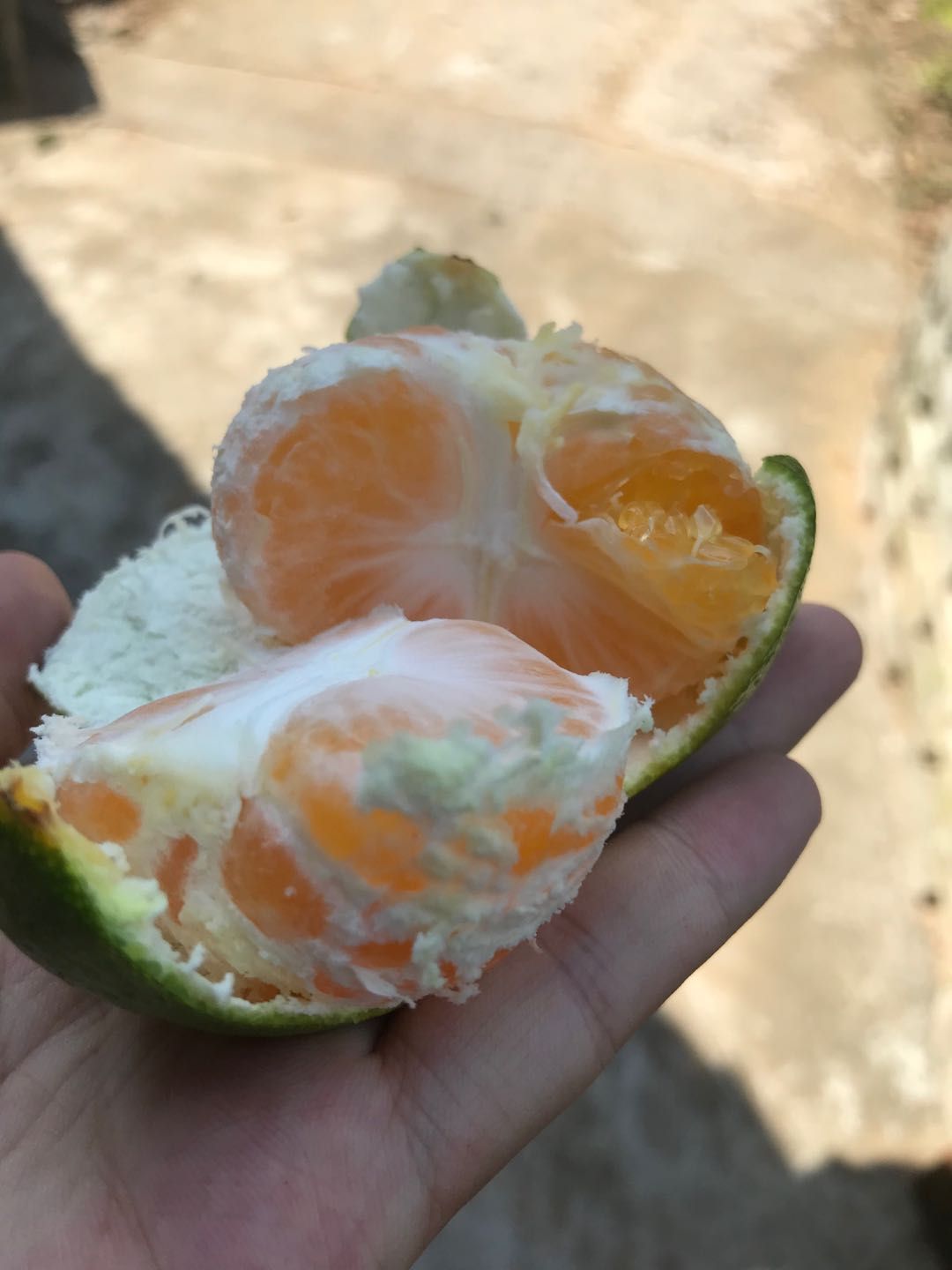 特早蜜桔 特早湖北宜昌蜜橘成熟了