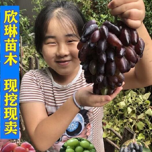 平邑县葡萄苗蓝宝石葡萄苗阳光玫瑰葡之梦巨峰浪漫红颜盆栽苗地栽苗
