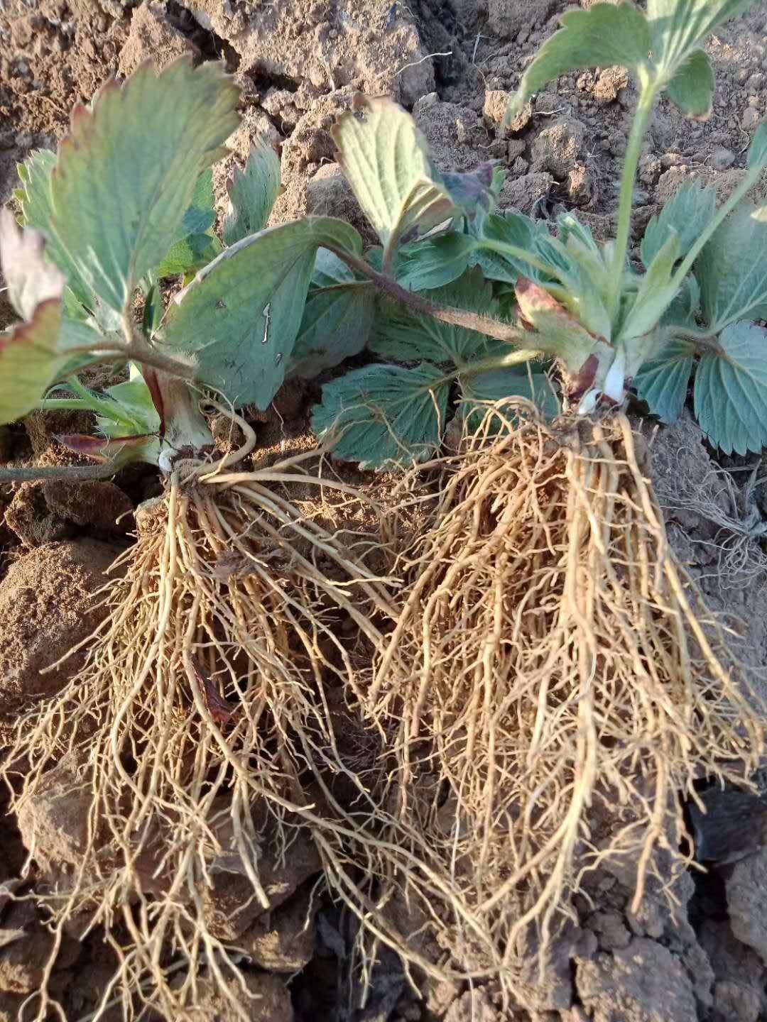  奶油甜宝草莓苗，白草莓苗大量起苗发货