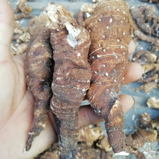 旌德县南重楼  皖南七叶一枝花，重楼