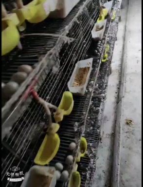  怀化通道芦丁鸡养殖场