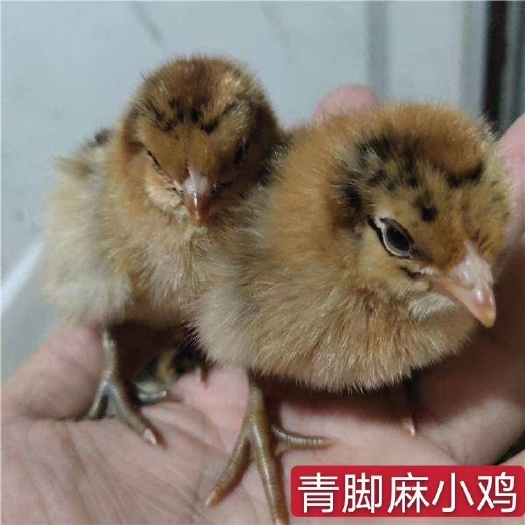 枣阳市 快大型青脚麻鸡苗，青脚麻鸡苗，红公鸡土鸡苗全国发货包打疫苗