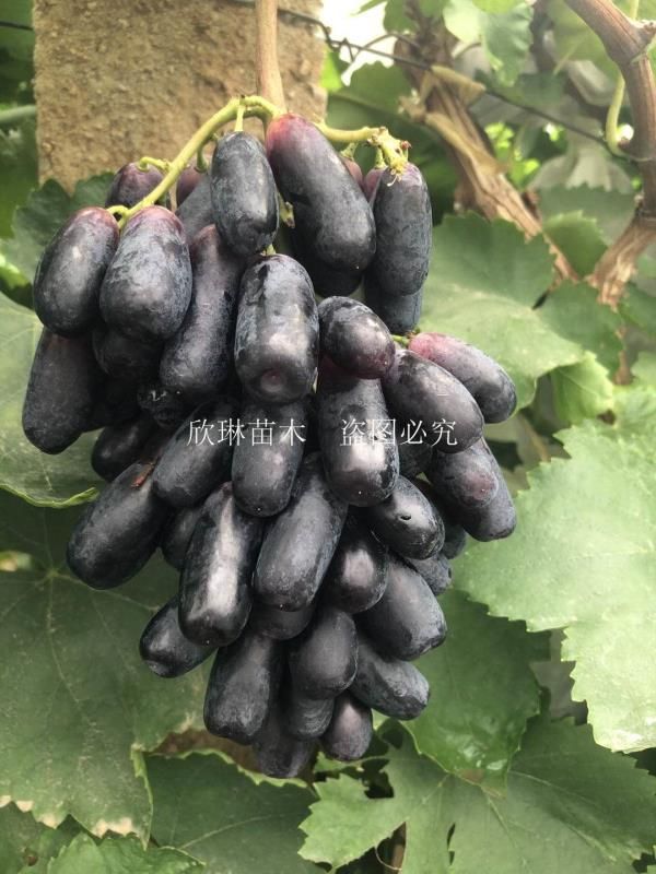葡萄苗蓝宝石葡萄苗阳光玫瑰葡之梦巨峰浪漫红颜盆栽苗地栽苗