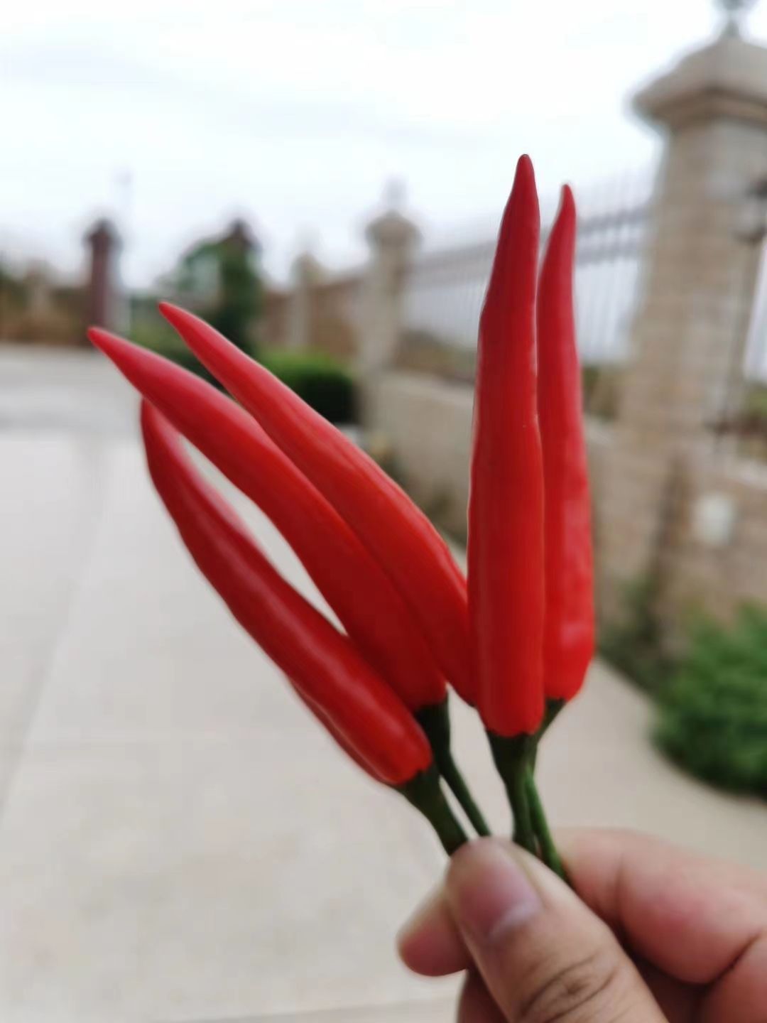 艳红辣椒 精品艳红米椒大量上市中，货源充足，专业代发