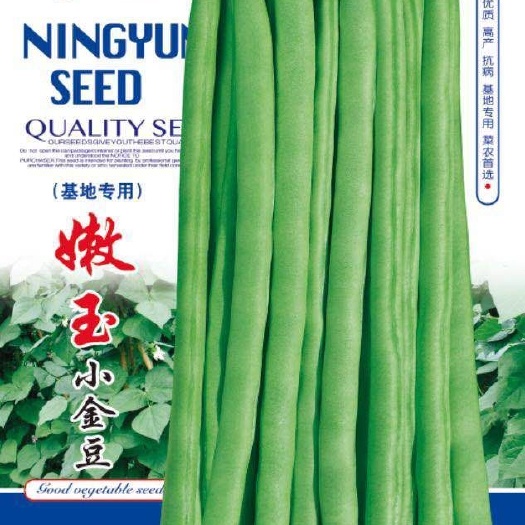 平罗县小金豆种子  小嫩条云南基地四川浙江基地大面积种植四季豆种子