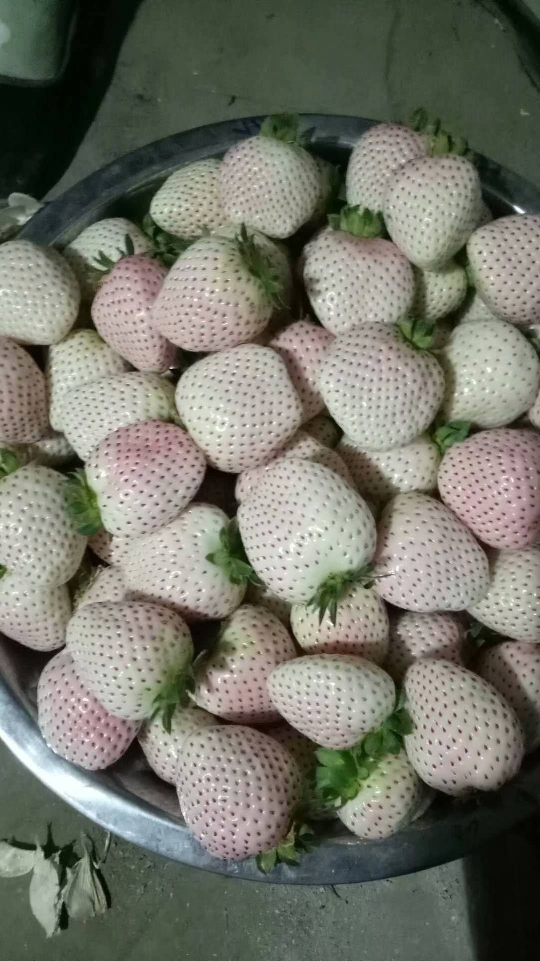 小白草莓苗 小白草莓，日本淡雪，白雪公主