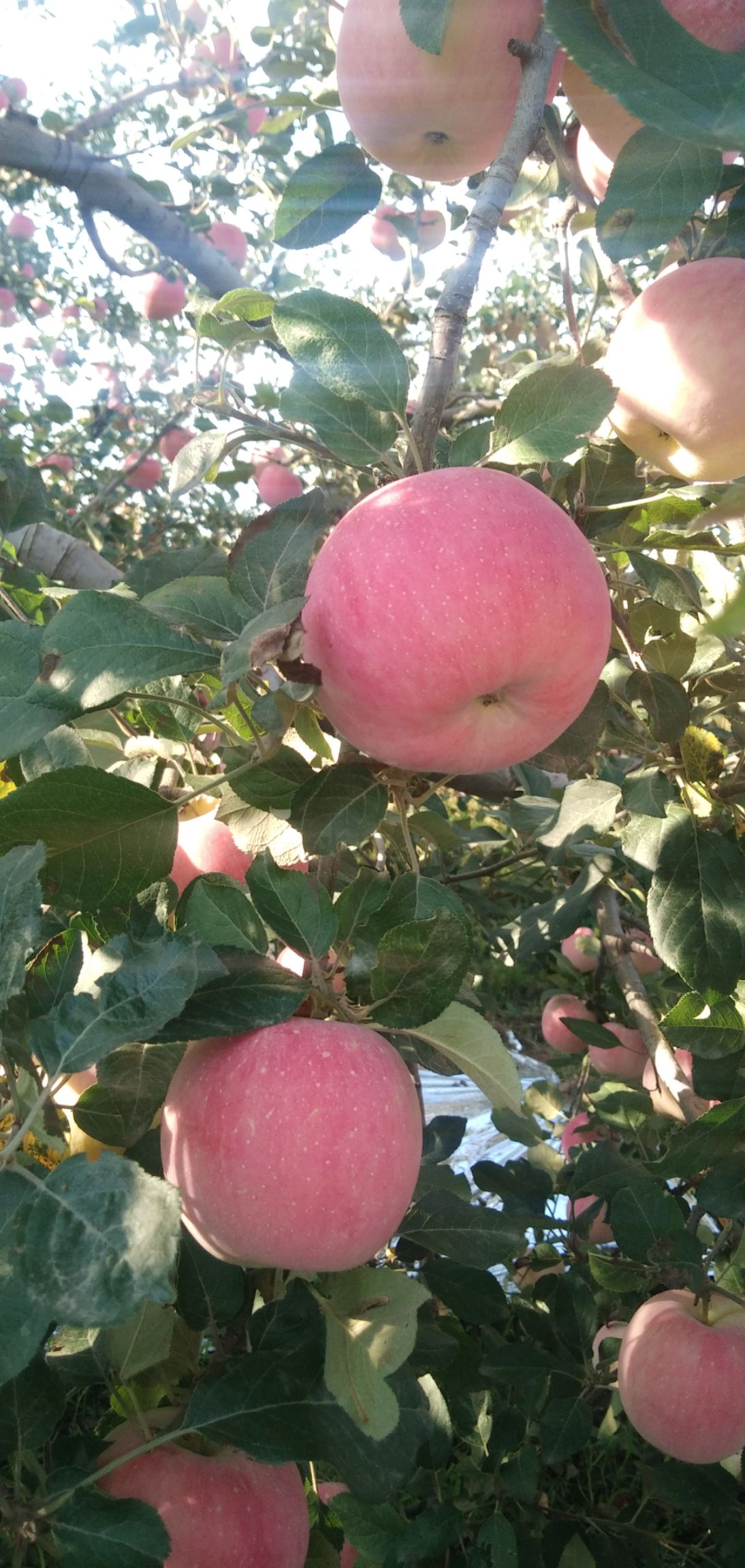  陕西省渭南市白水县，早熟红田富士，红星，花牛，苹果红了