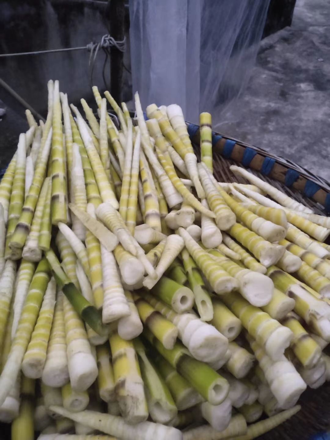 黄笋干  刚上市生小笋，和笋干