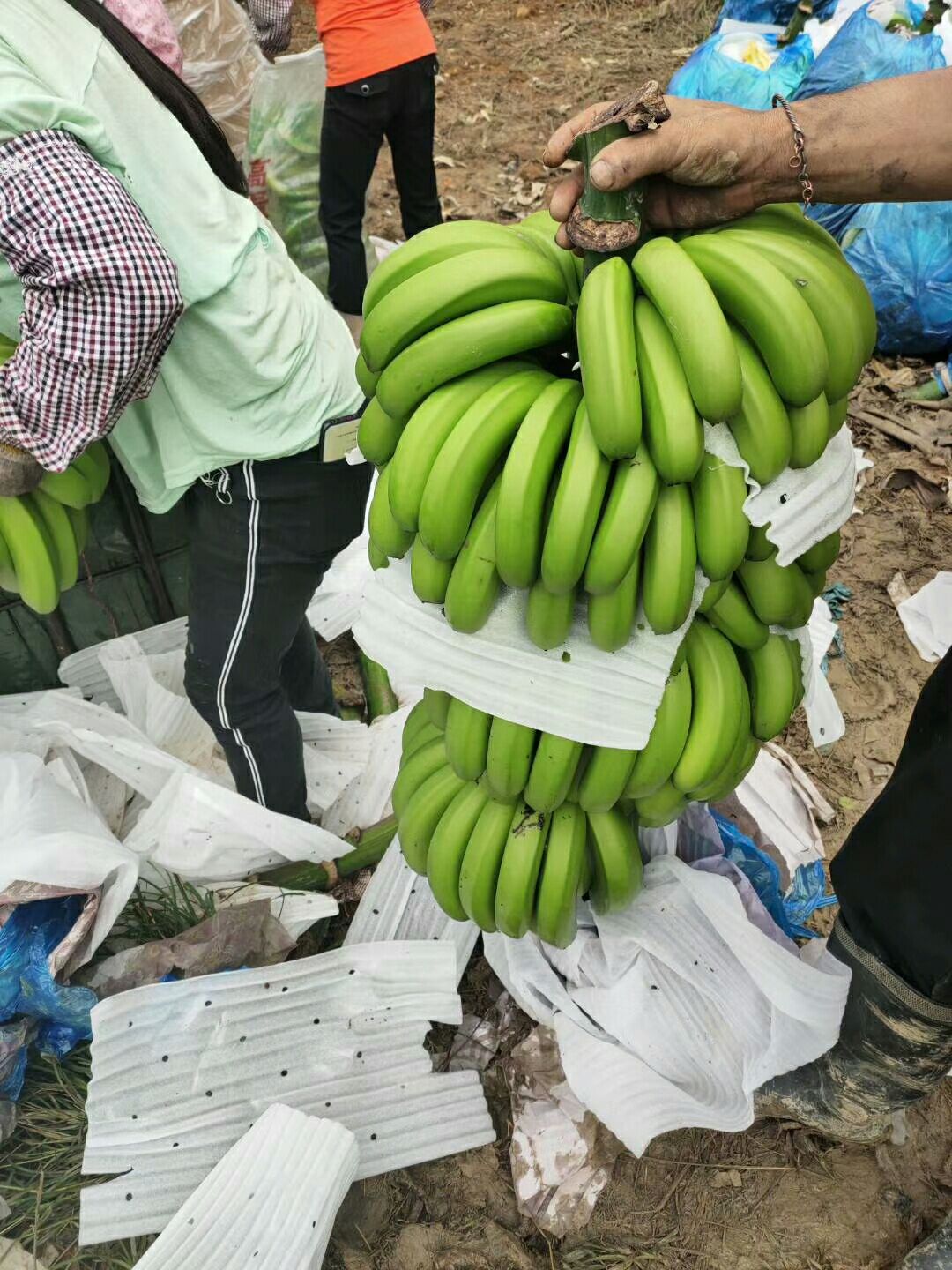 云南红河香蕉 产地直销