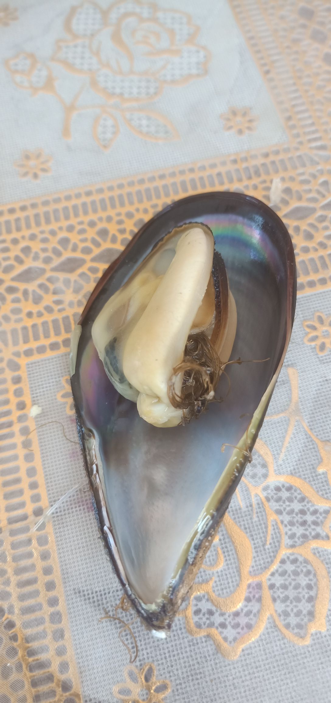 海鲜礼盒装  黑口贝蓝口贝青

嵊泗枸杞大海虹黑口贝蓝口贝