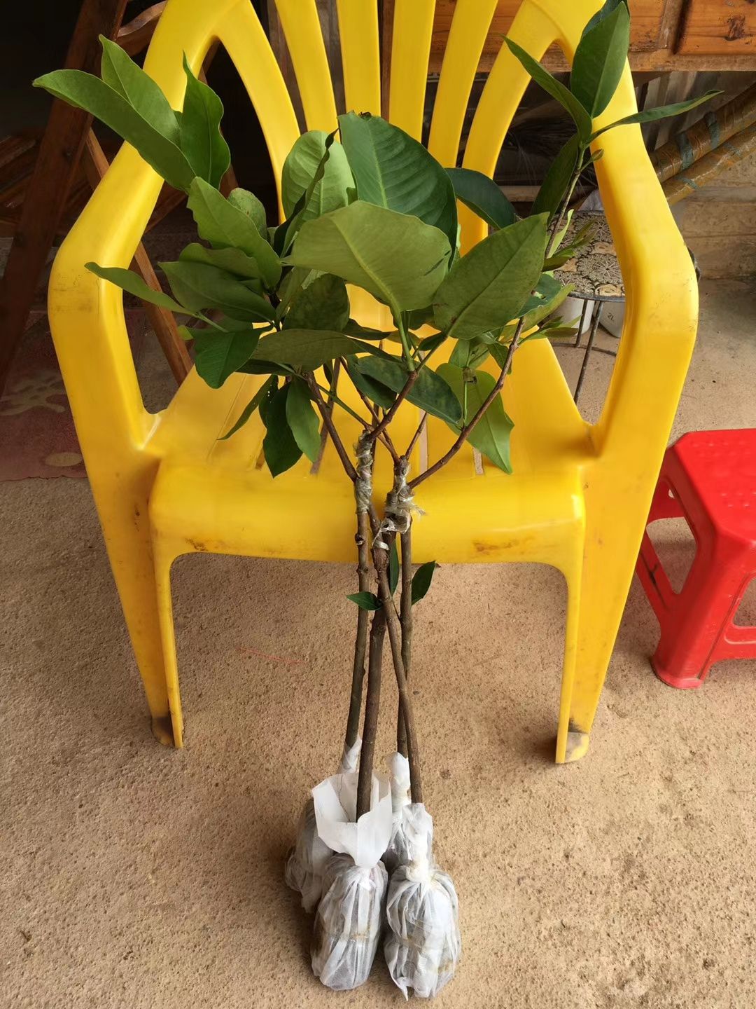  莲雾苗 大叶红 黑金刚莲雾苗